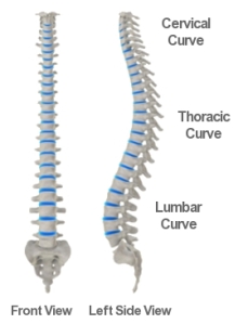 S-shape-Spine